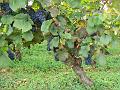 Pinot Noir vine P1130945